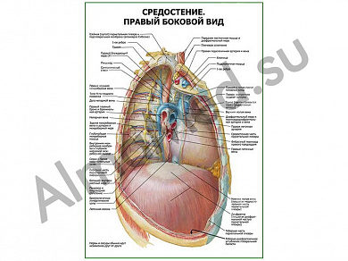Средостение. Правый боковой вид плакат глянцевый/ламинированный А1/А2 (глянцевый	A2)