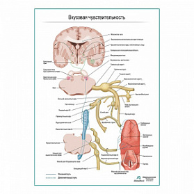 Нервы вкусовой чувствительности плакат глянцевый А1+/А2+ (глянцевая фотобумага от 200 г/кв.м, размер A2+)