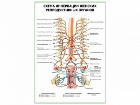 Схема иннервации женских репродуктивных органов плакат глянцевый А1/А2 (глянцевый A2)