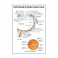 Внутренние артерии и вены глаза плакат глянцевый А1/А2 (глянцевый A1)
