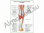 Мышцы голени и стопы, поверхностный слой плакат ламинированный А1/А2 (ламинированный	A2)