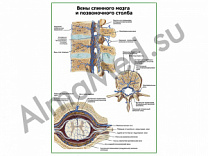 Вены спинного мозга и позвоночного столба плакат ламинированный А1/А2 (ламинированный	A2)