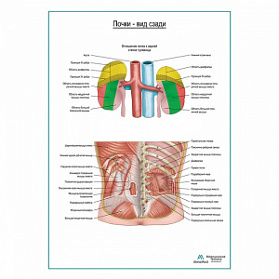 Почки на месте. Вид сзади, плакат глянцевый А1+/А2+ (глянцевый холст от 200 г/кв.м, размер A1+)