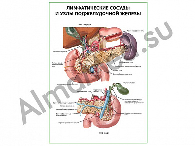 Лимфатические сосуды и узлы поджелудочной железы плакат глянцевый/ламинированный А1/А2 (глянцевый	A2)