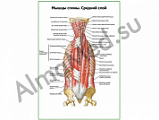 Мышцы спины, средний слой плакат глянцевый/ламинированный А1/А2 (глянцевый	A2)