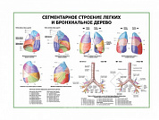 Сегментарное строение легких и бронхиальное дерево плакат глянцевый А1/А2 (глянцевый A2)