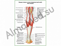 Мышцы голени и стопы, поверхностный слой плакат глянцевый/ламинированный А1/А2 (глянцевый	A2)