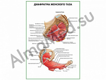 Диафрагма женского таза. Вид сбоку плакат ламинированный А1/А2 (ламинированный	A2)