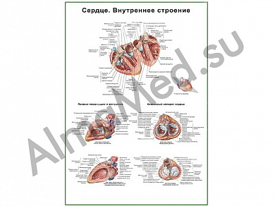 Сердце, внутреннее строение, плакат глянцевый/ламинированный А1/А2 (глянцевый	A2)