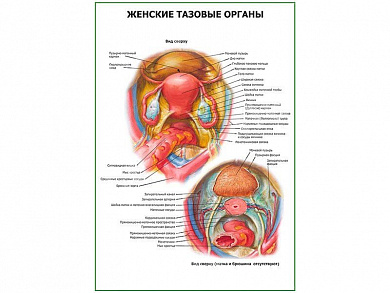 Женские тазовые органы плакат глянцевый А1/А2 (глянцевый A1)
