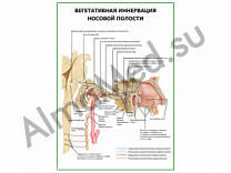 Вегетативная иннервация носовой полости плакат глянцевый/ламинированный А1/А2 (глянцевый	A2)