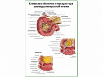 Слизистая и мышцы 12-типерстной кишки плакат глянцевый  А1/А2 (глянцевый A2)