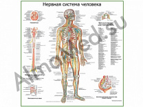 Нервная система человека, плакат ламинированный А1/А2 (ламинированный	A2)