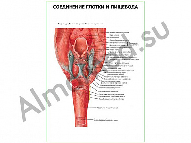 Соединение глотки и пищевода плакат ламинированный А1/А2 (ламинированный	A2)