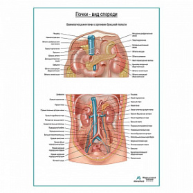 Почки на месте. Вид спереди, плакат глянцевый А1+/А2+ (глянцевая фотобумага от 200 г/кв.м, размер A2+)