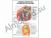 Грудная ключичная и подмышечная фасции плакат ламинированный А1/А2 (ламинированный	A2)