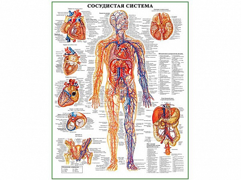 Сосудистая система человека, плакат глянцевый А1/А2 (глянцевый A1)