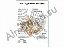 Вены задней черепной ямки плакат ламинированный А1/А2 (ламинированный	A2)