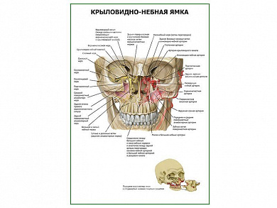 Крыловидно-небная ямка плакат глянцевый А1/А2 (глянцевый A1)