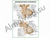 Желудочки мозга и мозжечок плакат глянцевый/ламинированный А1/А2 (глянцевый	A2)