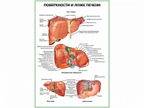 Поверхности и ложе печени плакат глянцевый  А1/А2 (глянцевый A1)