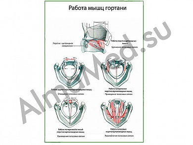 Голосообразование, плакат ламинированный А1/А2 (ламинированный	A2)