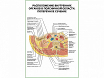 Расположение внутренних органов в поясничной области. Поперечное сечение плакат глянцевый А1/А2 (глянцевый A1)