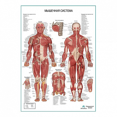 Мышечная система человека, плакат глянцевый/ламинированный А1/А2 (глянцевый	A2)