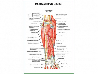 Мышцы предплечья, глубокий слой вид сзади плакат глянцевый А1/А2 (глянцевый A2)
