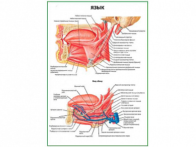 Язык, плакат глянцевый  А1/А2 (глянцевый A2)