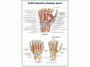 Собственные мышцы руки плакат глянцевый А1/А2 (глянцевый A2)