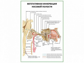 Вегетативная иннервация носовой полости плакат глянцевый А1/А2 (глянцевый A2)