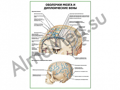 Оболочки мозга и диплоические вены плакат ламинированный А1/А2 (ламинированный	A2)