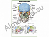 Череп человека: вид спереди, сбоку, в разрезе, плакат глянцевый/ламинированный А1/А2 (глянцевый	A2)
