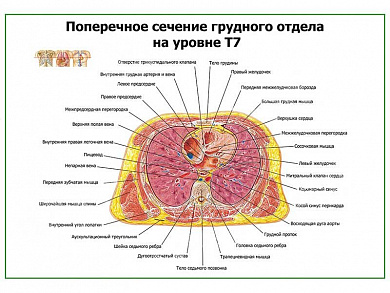 Поперечное сечение грудного отдела на уровне Т7 плакат глянцевый А1/А2 (глянцевый A1)