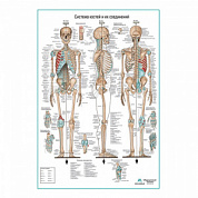 Система костей и их соединений (скелет человека), плакат глянцевый А1+/А2+ (глянцевый холст от 200 г/кв.м, размер A1+)
