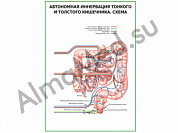 Автономная иннервация тонкого и толстого кишечника. Схема, плакат ламинированный А1/А2 (ламинированный	A2)