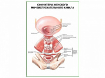 Сфинктеры женского мочеиспускательного канала плакат глянцевый А1/А2 (глянцевый A2)