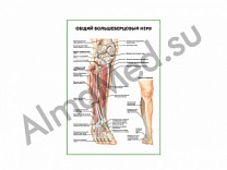 Общий большеберцовый нерв плакат ламинированный А1/А2 (ламинированный	A2)