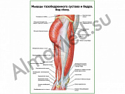 Мышцы тазобедренного сустава вид сбоку плакат глянцевый/ламинированный А1/А2 (ламинированный	A2)