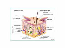 Строение кожи и волос, плакат глянцевый/ламинированный А1/А2 (глянцевый	A2)
