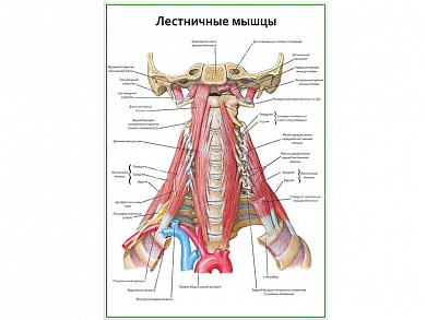 Лестничные мышцы плакат глянцевый А1/А2 (глянцевый A2)