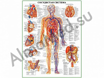 Сосудистая система человека, плакат ламинированный А1/А2 (ламинированный	A2)