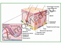 Строение кожи, плакат ламинированный А1/А2 (ламинированный	A2)