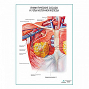 Лимфатические сосуды и узлы молочной железы плакат глянцевый А1+/А2+ (глянцевый холст от 200 г/кв.м, размер A1+)
