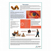 Лептоспироз медицинский плакат А1+/A2+ (глянцевый холст от 200 г/кв.м, размер A1+)