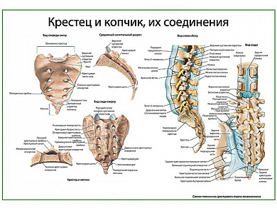 Крестец и копчик, их соединения, плакат глянцевый А1/А2 (глянцевый A2)