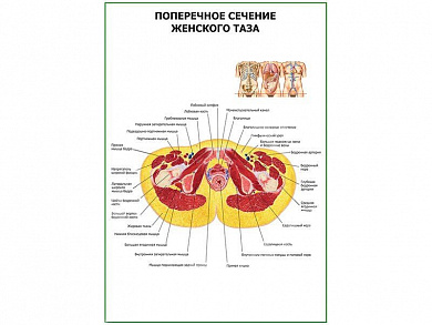 Поперечное сечение женского таза плакат глянцевый А1/А2 (глянцевый A1)