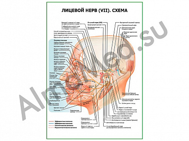 Лицевой нерв (VII) Схема плакат глянцевый/ламинированный А1/А2 (глянцевый	A2)