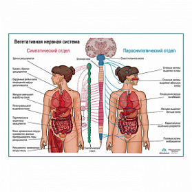 Вегетативная Нервная Система, плакат глянцевый А1+/А2+ (глянцевая фотобумага от 200 г/кв.м, размер A1+)